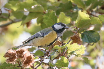 Fototapeta premium Great Tit Perched Among Green Leaves in Sunlit Woodland