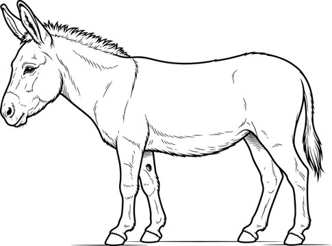 donkey cartoon coloring page