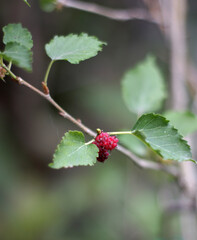 Fresh wild red berries growing on green leafy branch in nature © Mulia Bali