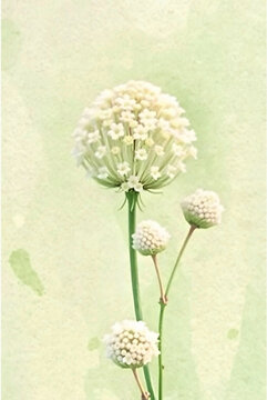 White umbel wildflower cluster, watercolour-style botanical