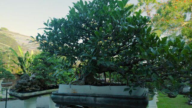 Smooth parallax reveal of lush green ficus bonsai tree in pot in tropical botanical garden
