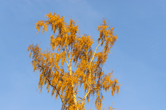 Golden birch tree glowing in sunlight against clear blue sky