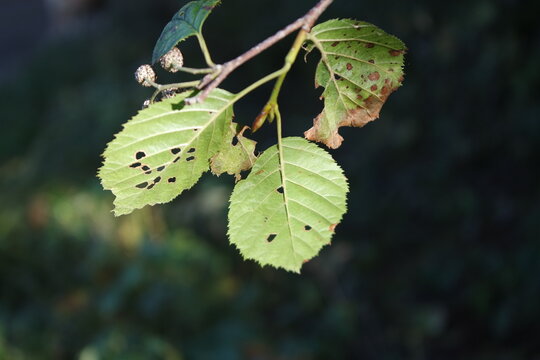 feuille d'un arbe