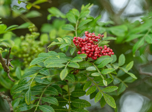 Ripe red pink peppercorns hanging on tree branch