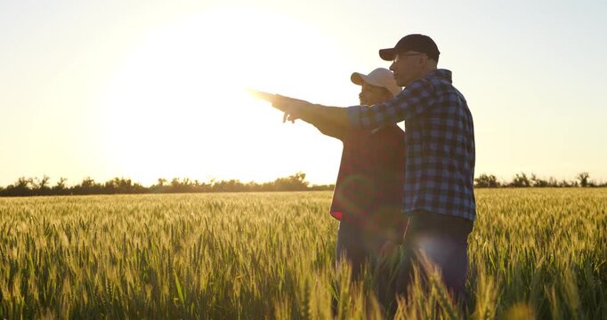 Father and son farmer stand in wheat field at sunset, pointing toward horizon and discussing farming experience. Countryside scene represents guidance, shared vision and future of family farming.
