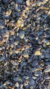 Background of small purple and white seashells on beach sand