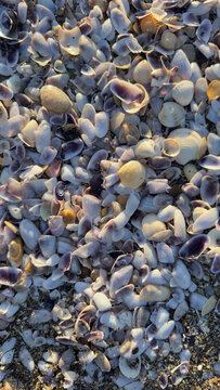 Background of small purple and white seashells on beach sand