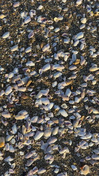 Background of small purple and white seashells on beach sand