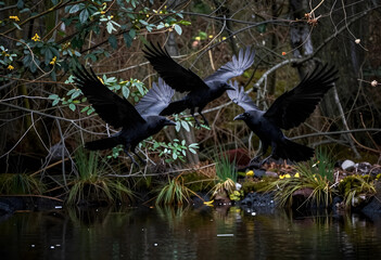 Naklejka premium crows in flight, nature and wildlife concept, three black birds flying over a forest pond, mysterious atmosphere and avian behavior in the wilderness