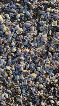 Background of small purple and white seashells on beach sand
