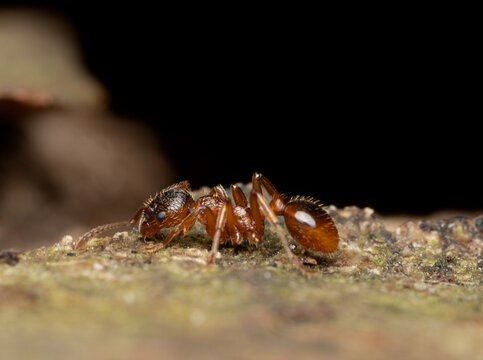Macro Lateral Profile of Red Ant (Myrmica) Worker Walking on Decaying Tree Bark