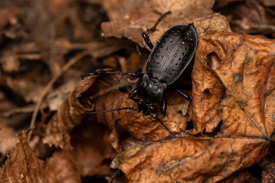 Predatory Ground Beetle (Carabus granulatus) Crawling Through Autumn Leaf Litter in Forest Environment