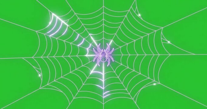 Glowing neon line art animation of spider on cobweb on green screen