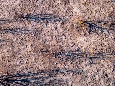 Aerial view of scorched juniper trees in the West Desert with long shadows cast across the dry, cracked earth in Faust, Utah, United States.