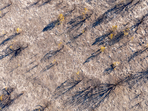 Aerial view of scorched juniper trees in the West Desert, with charred branches and long shadows cast across the dry, cracked earth in Faust, Utah, United States.