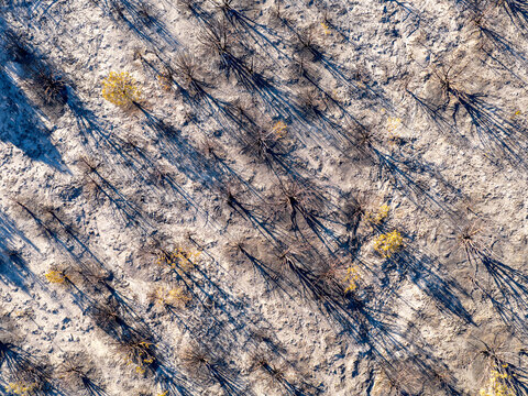 Aerial view of scorched juniper trees in the West Desert, with charred branches and long shadows cast across the ash-covered ground in Faust, Utah, United States.
