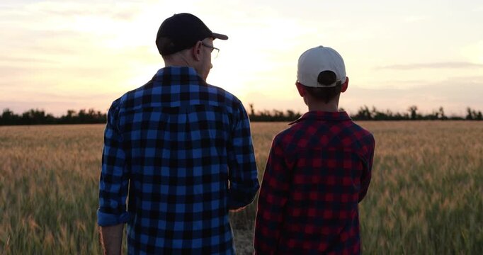 Farmer father shows wheat ear while walking beside son through golden field at sunset. Warm family scene expresses love of farming, respect for nature and passion shared across generations.