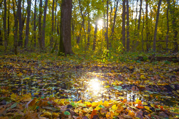 sun reflected in the water puddle among autumn forest glade © Yuriy Kulik