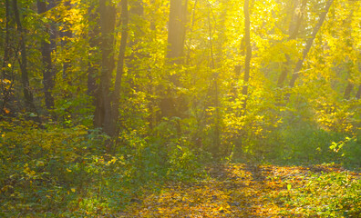 ground road covered by red leaves among the autumn forest at the bright sunny day © Yuriy Kulik