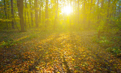 ground road covered by red leaves among the autumn forest at the bright sunny day © Yuriy Kulik