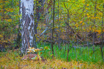 closeup birch tree on the autumn forest glade covered by the red dry leaves, seasonal outdoor scene © Yuriy Kulik
