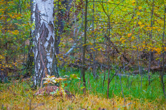 closeup birch tree on the autumn forest glade covered by the red dry leaves, seasonal outdoor scene