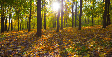autumn maple forest glade covered by red dry leaves in light of sparkle sun, seasonal outdoor scene © Yuriy Kulik