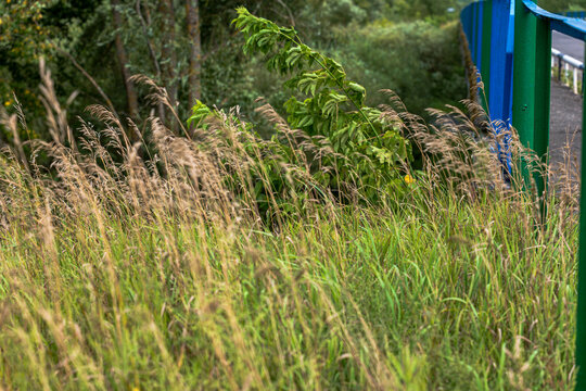 Overgrown grass and reeds with blue-green storage structure, forest edge
