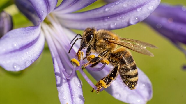 Honey bee collecting pollen on a purple flower, macro