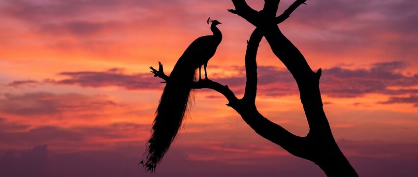 Peacock Silhouette at Sunset: A magnificent peacock stands silhouetted against a vibrant sunset, perched gracefully on a bare tree branch.