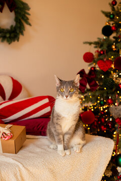 Cute domestic cat sitting in front of a decorated Christmas tree with sparkling lights and festive ornaments. Cozy holiday atmosphere, Christmas celebration, pets and winter season at home.