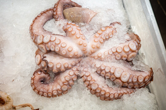 Whole raw fresh octopus with detailed tentacles and suction cups displayed on a bed of crushed ice at a local fish market representing premium mediterranean seafood.
