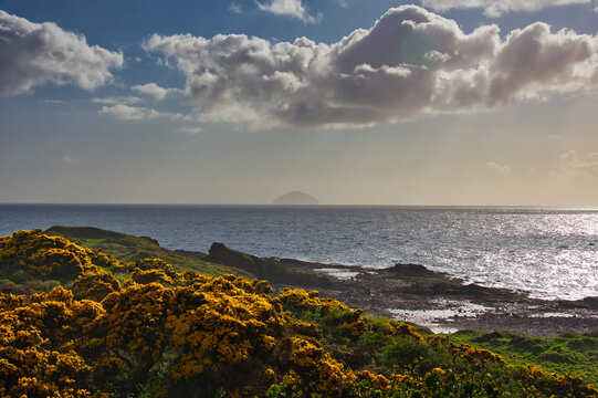 Beautiful scenic view of the isolated Ailsa Craig island on the horizon behind yellow gorse bushes on the Ayrshire coast, Scotland.