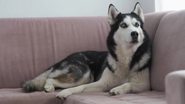 Attentive husky on pink sofa, Siberian husky lying on couch and looking at camera with blue eyes in bright room. Watchful dog and home guard concept, calm pet portrait