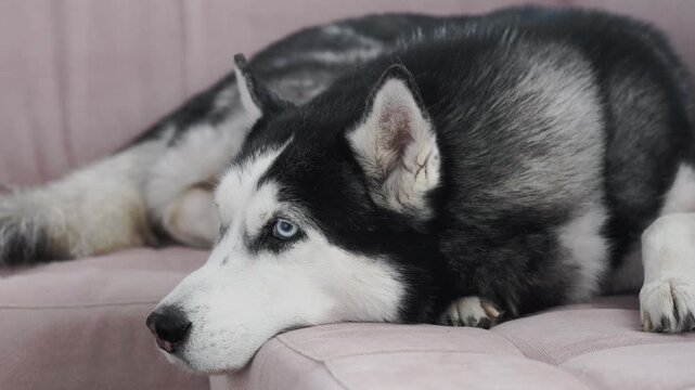 Husky resting head on sofa, close up of Siberian husky with blue eyes lying on pink couch and looking aside. Calm pet and dog comfort concept, cozy home interior