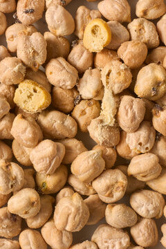 pile of rotten and damaged chickpeas with insect in full frame, dry legumes and powdery dust in macro close-up view, agricultural pest control and food waste