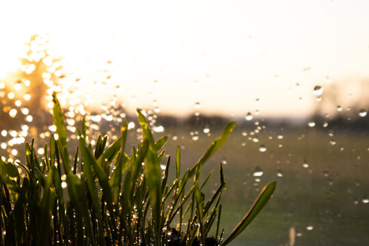 "Fresh green grass with dew drops on golden sunset background macro photo texture."