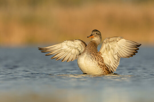 Female gadwall (Mareca strepera) flapping wings on water in the morning. Wild duck in golden early morning light, outstretched wings, soft pastel background, nature, wildlife photography.