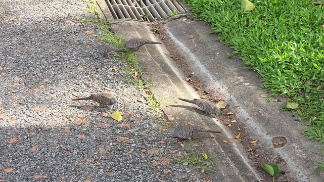 Multiple zebra doves walking and foraging on the gravel ground near a concrete drainage ditch in a park
