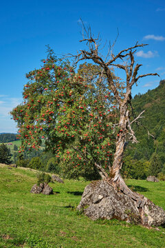 Ancient rowan tree (Sorbus aucuparia) with ripe red berries growing on a rocky outcrop in the Allg&auml;u Alps, Oberstaufen, Bavaria, Germany.