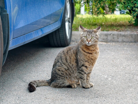 Surprised stray cat sitting between parked cars in an urban courtyard, capturing a curious expression and a natural moment of street animal life in a residential environment