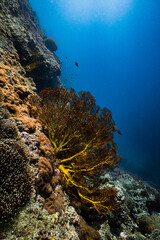 Large golden sea fan coral on deep underwater rocky reef wall in ocean. © PIPE DIVE UNDERWATER