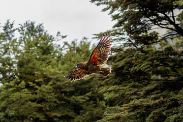 Close-up of a New Zealand kea parrot flying with wings spread © R