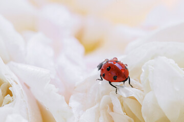 Red ladybug covered with water droplets walking across soft white rose petals, dreamy floral texture for invitations, wallpapers and beauty concepts © svittlana