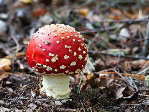 Beautiful red fly agaric in close-up. Amanita muscaria.