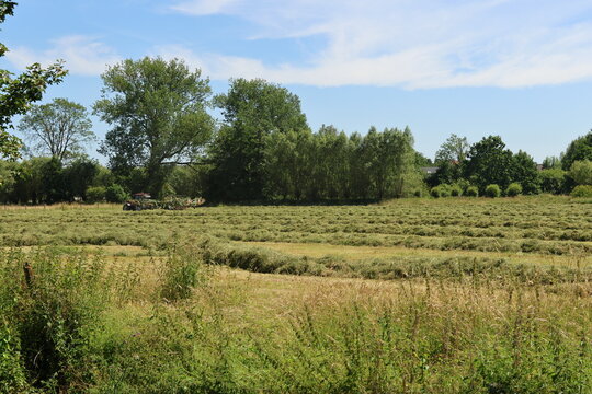 A farmer uses a tractor to rake freshly cut grass into rows in a rural meadow on a sunny summer day. Traditional haymaking, agricultural work, grassland management and countryside farming.