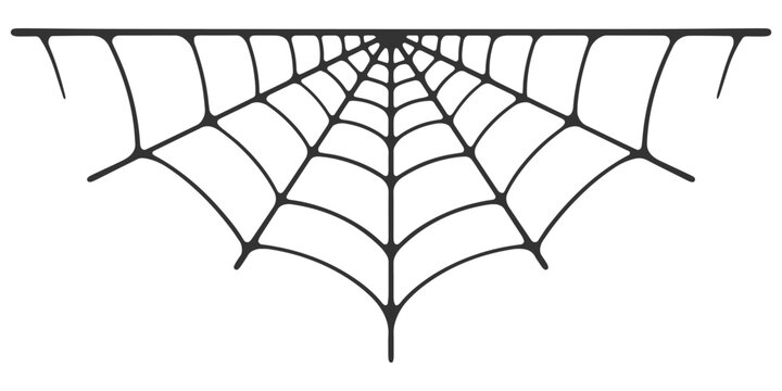 Spider web vector illustration
