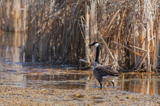 Canada Goose (Branta canadensis) in Its Natural Habitat