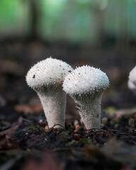 mushroom in the forest © Tom's Wildlife