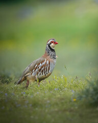 Obraz premium Bird in field